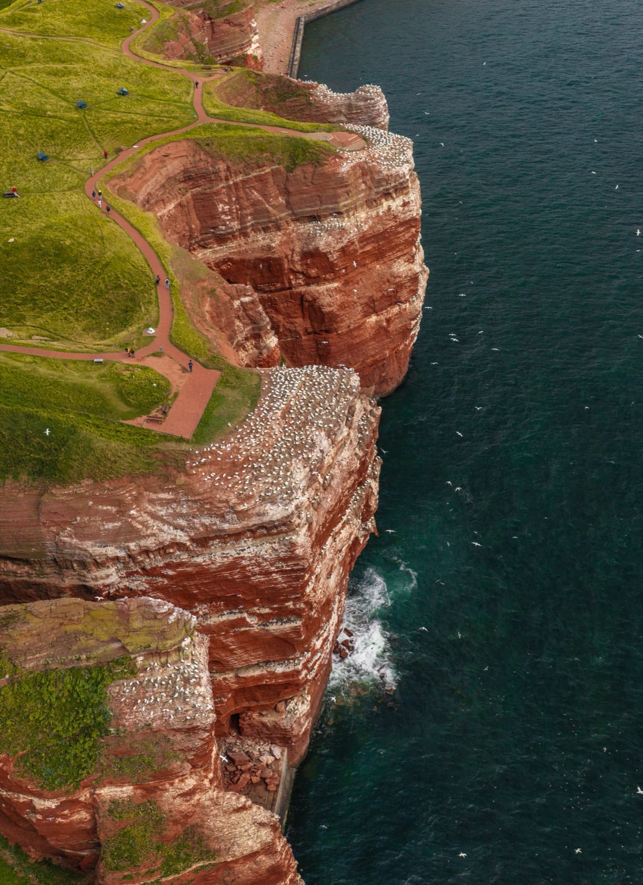 Rote Klippen und Basstölpelkolonie am Lummenfelsen auf Helgoland